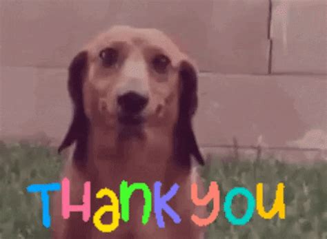 funny thank you gif